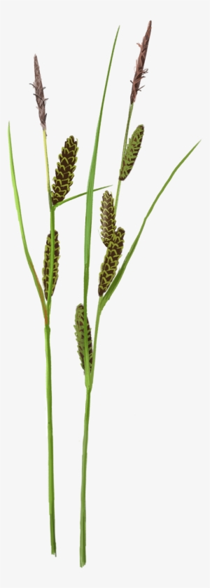 How To Survive Up To Your Neck In Water And With Few - Horsetail