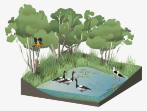Wetlands Education Module - Science