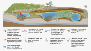 Treatment Wetlands - Science