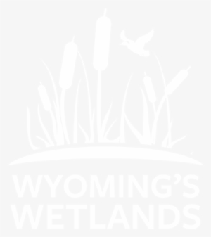 About - Ecology - Conservation - Visit Wetlands - Illustration