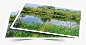 Verification Information To The U - Freshwater Marsh