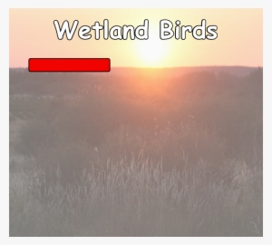 Riverine Birds - Grass