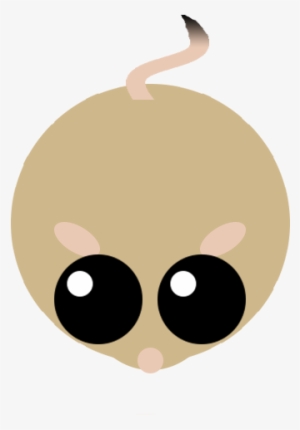 Kangaroo Rat