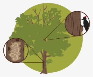 If You Plan To Remove Your Tree, Hire A Licensed, Reliable - Ash Tree Cartoon