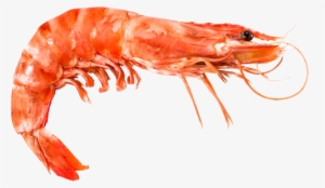 Shrimp Animal - Shrimp And Prawns The Same Thing - 667x387 PNG Download ...