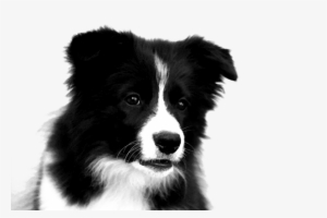 Collie Png Clipart Rough Collie Border Collie Puppy - Border Collie Puppies Drawing