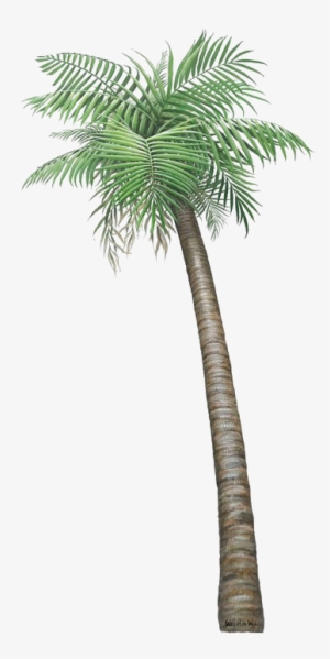 Palm Tree Png Transparent Image - Small Pictures Of Palm Trees