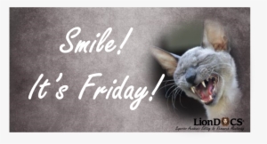 Memes The Best Memes 2017