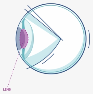 Illustration Of Any Eye Highlighting The Lens - Circle