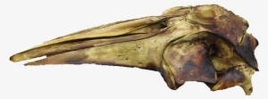 Finished Fin Whale Skull - Museum