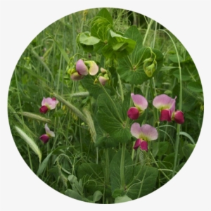 Beautiful Pea Rye Flowers Best - Robust