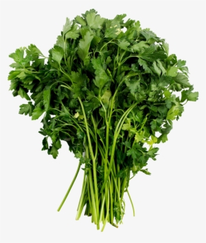 Parsley - Vegetables Top View Png