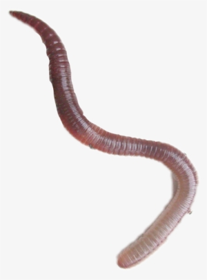 Report Abuse - Lumbricus Terrestris