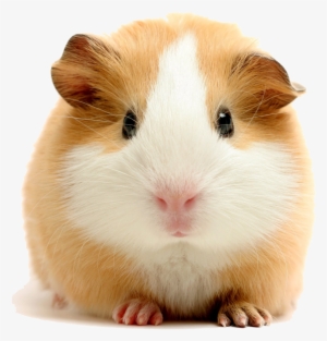 Experienced Pressure Washing - Feeding Your Guinea Pigs
