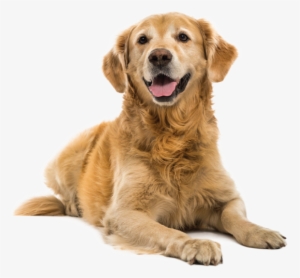 Adult Dog - Cut Out Golden Retriever