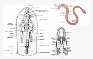 Into A Cocoon To Hold 4 To 20 Worm Eggs - Pheretima Posthuma Digestive System