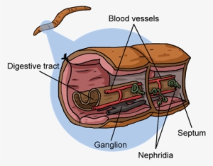 The Land Dwelling Annelids, Like Earthworms, Breathe - Lifeboat