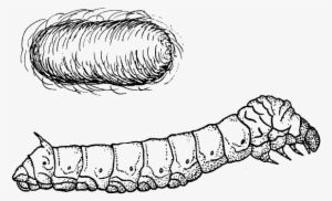 Silk Moth Clipart Earthworm - Silk Worm Clip Art