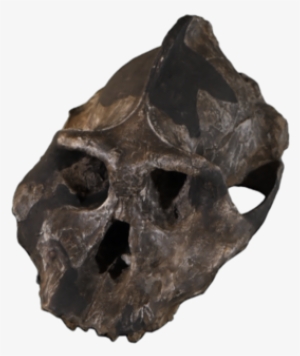 Some Limitations Of Dating Methods - Skull