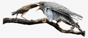 Mother Cuckoo Feeding The Baby Bird - Infant