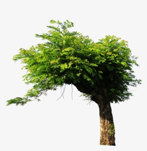 Tree Png For Picsart