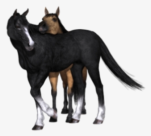 Horses Black Horse Looking Back - Horse