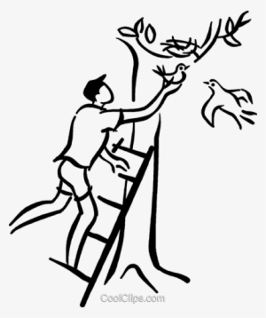 Man Placing Baby Bird Back In The Nest Royalty Free - Illustration