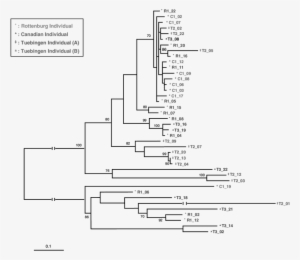 Maximum Likelihood Tree Inferred With The Tamura-nei - Diagram