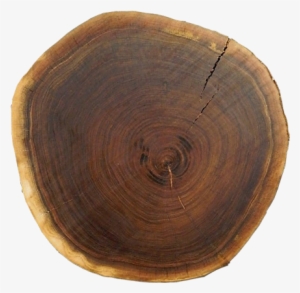 Modern Design & Function - Round Wood Piece Png