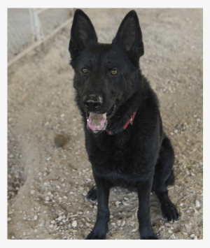 Adult Rate - Schipperke