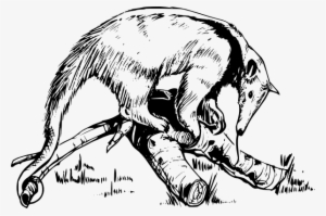 On A Log - Anteater Drawing