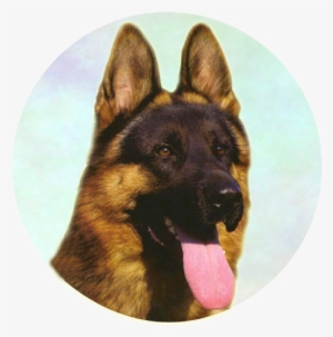 Great Companion You'll Love - Old German Shepherd Dog