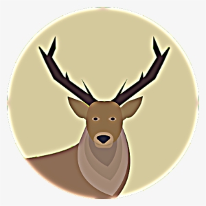 Animals Time Animals Time - Moose