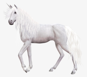 Белый Конь На Белом Фоне