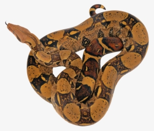 Cobra Snake Png Download - Reticulated Python Png