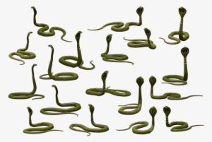 Snake, Cobra, Reptile, Poisonous - Snakes