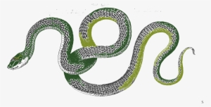 Snake Png Pic - Snakes