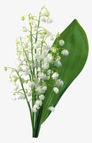 1er Mai - Muguet Png