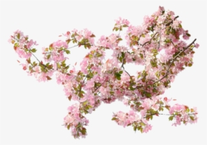 Transparent Spring Overlays