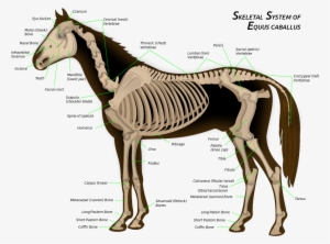 File - Horse Anatomy - Svg - Horse Skeleton