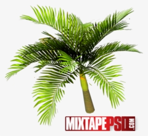 Palm Tree Top View Psd Download - Palm Trees