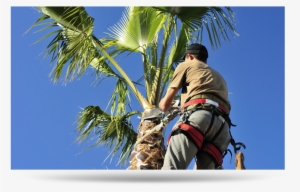 Palmtree Cta Cta2 Palm Tree Trimming - Tree Trimming