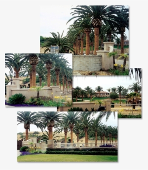 Clockwise From Top - Attalea Speciosa