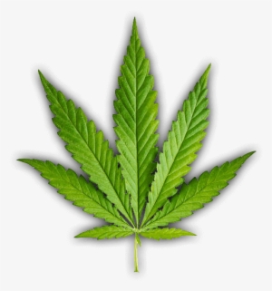 Image Description - Rocky Mountain High Logo