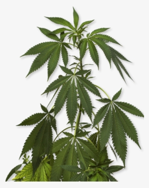How To Order - Marijuana Plant Png