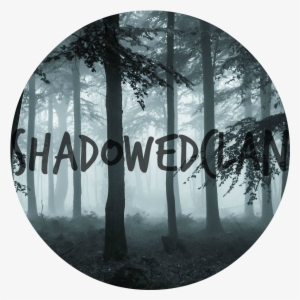 Dark Forest 002 0 - Fog Canvas Print (406mm By 305mm 16in By 12in)