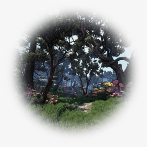 All Sorts Of Mushroom Grow In This Damp And Dark Forest - Icon