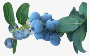 Winter Bell - Huckleberry