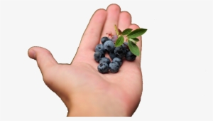 Now You Can Grow Your Own Berry Plants In South Africa - Seedless Fruit