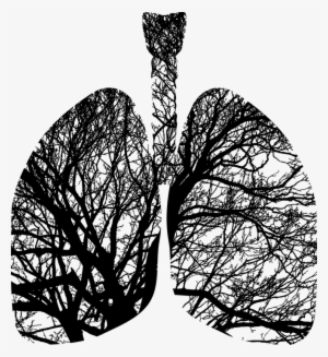 Lungs Trees - Branches Of The Lungs Png